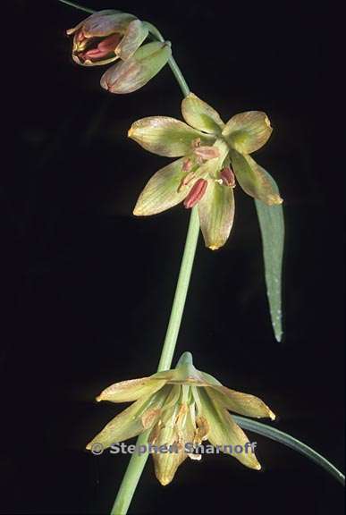 fritillaria atropurpurea 3 graphic